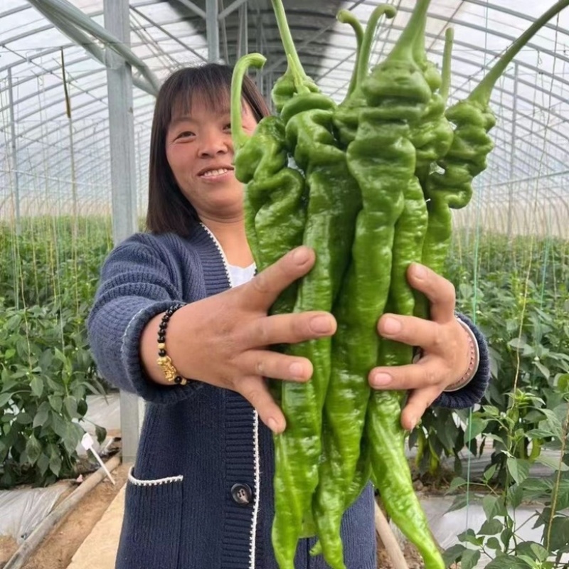 豫艺大麻花全螺丝椒品种，无线生长大果型品种种子
