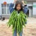 豫艺大麻花全螺丝椒品种，无线生长大果型品种种子