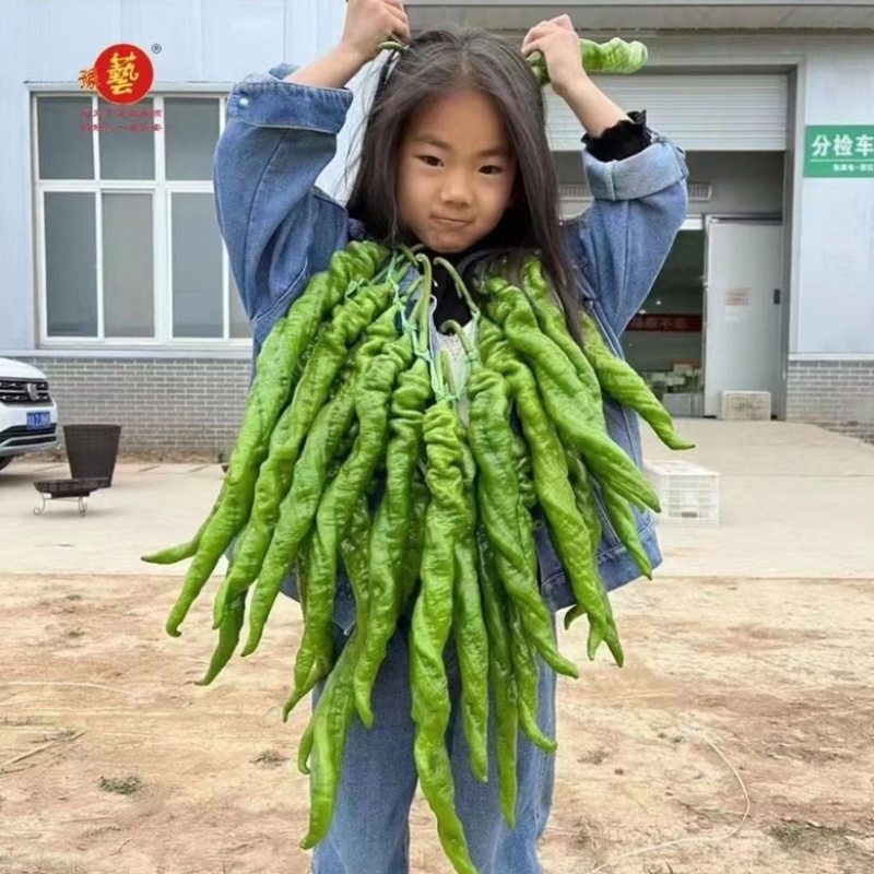 豫艺大麻花全螺丝椒品种，无线生长大果型品种种子