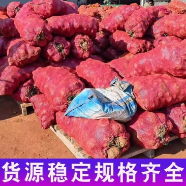 魔芋批发