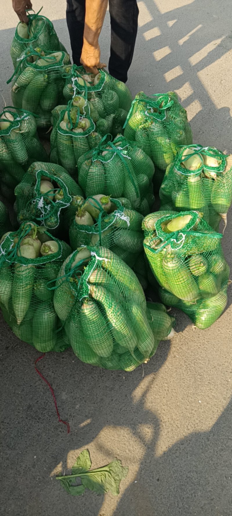 河南青萝卜-大量上市-量大从优-品质保障-支持验货