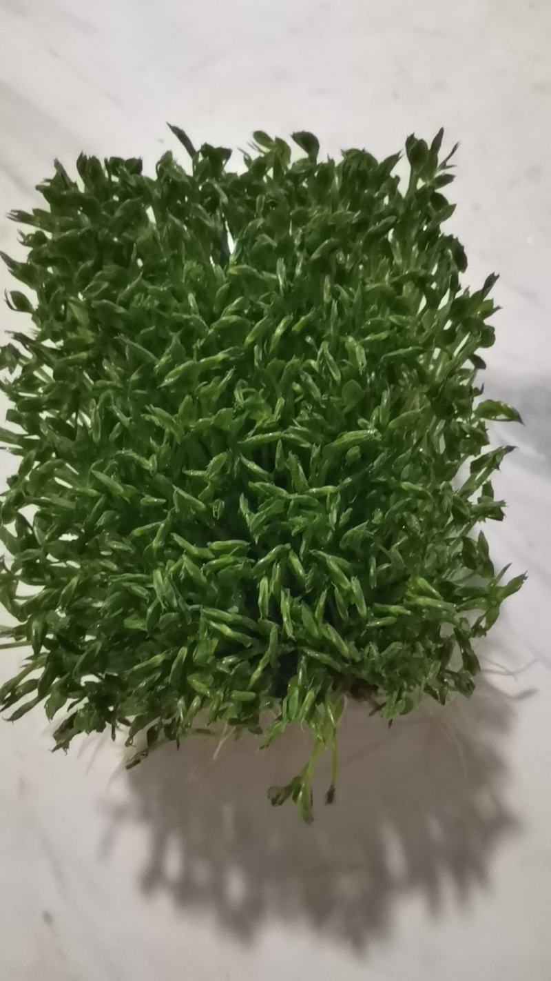 精品活体豌豆苗