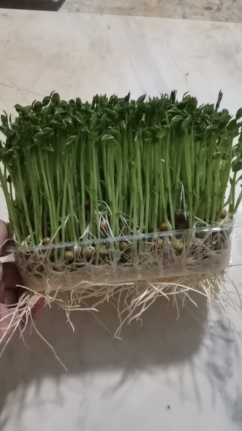精品活体豌豆苗
