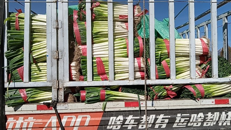 互助刚葱