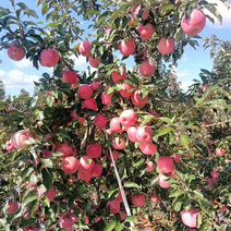 寒富苹果大量新鲜供应，以质论价量大从优，对接全国批发