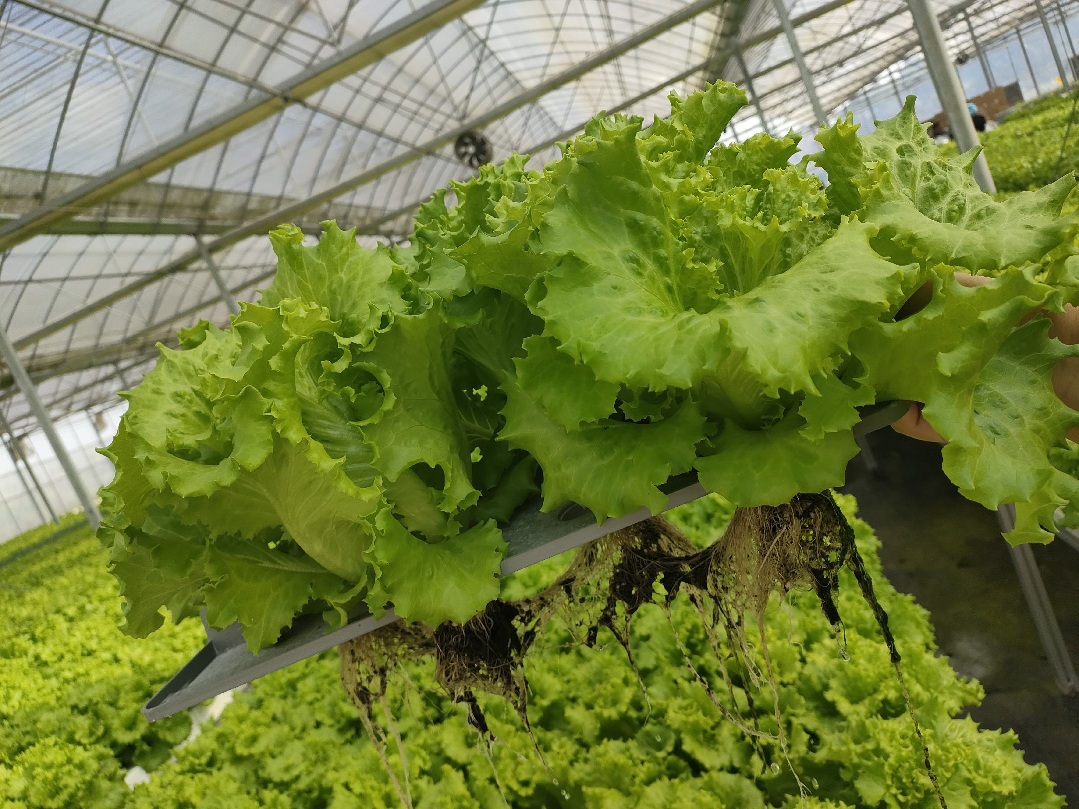 展示再生生菜在温室中生长的实景照片 生菜再生栽培实拍图