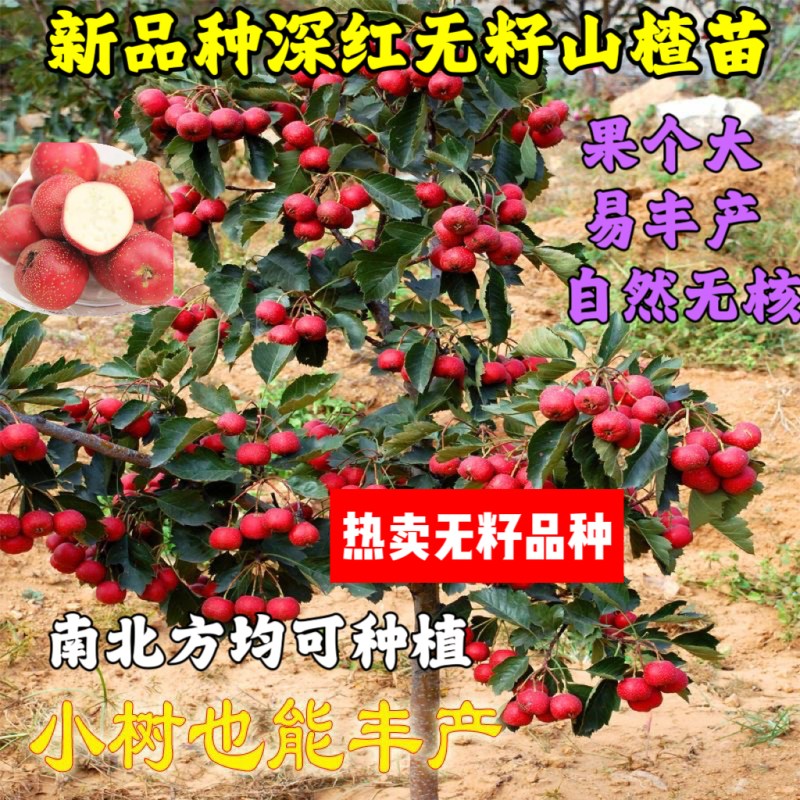 新品种【深红无籽山楂苗】果个大口感甜南北方均可种植