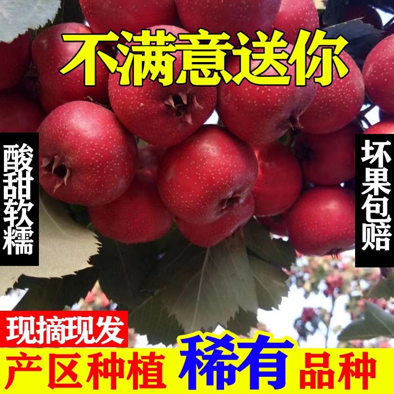 新品种【深红无籽山楂苗】果个大口感甜南北方均可种植