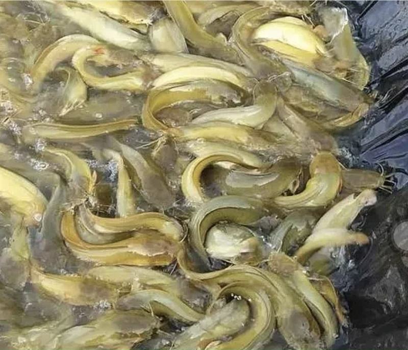 优选黄妃1号塘鲺苗广州三黄塘鲺鱼苗产地直销