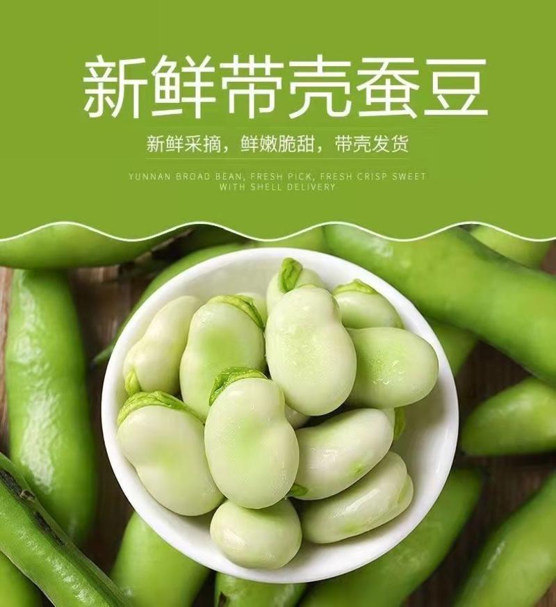 云南新鲜蚕豆一手货源批发全年现货新鲜胡豆产地整代办代发
