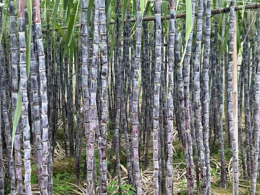 黑皮甘蔗整体外观特写