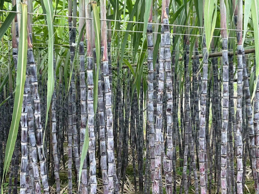 展示黑皮甘蔗种茎段在田间播种过程,包括开沟、摆放、覆土步骤 黑皮甘蔗播种现场示意图