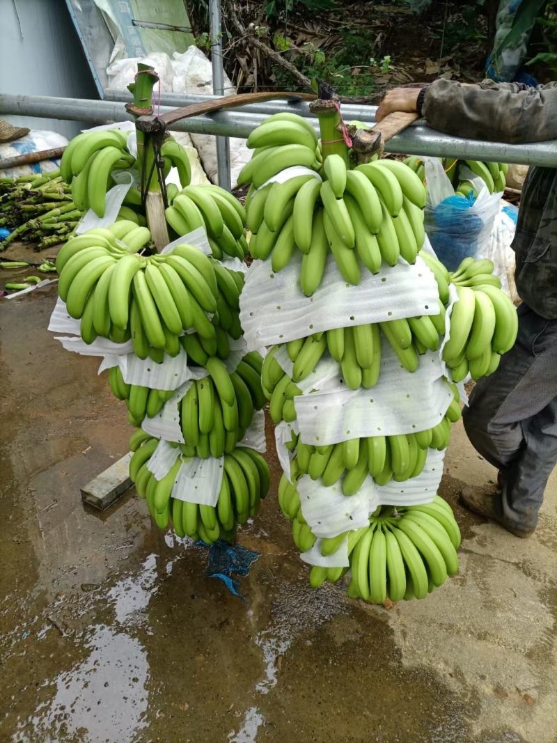 香蕉大基地