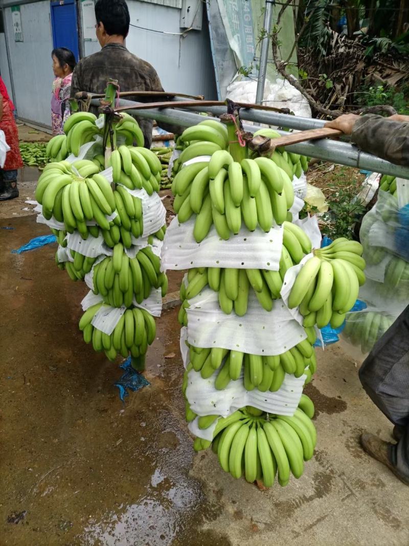 香蕉大基地