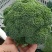 河南周口西兰花大量上市，价格美丽菜好5毛了