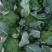 河南周口西兰花大量上市，价格美丽菜好5毛了