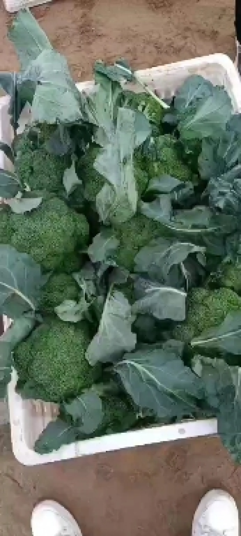 河南周口西兰花大量上市，价格美丽菜好5毛了