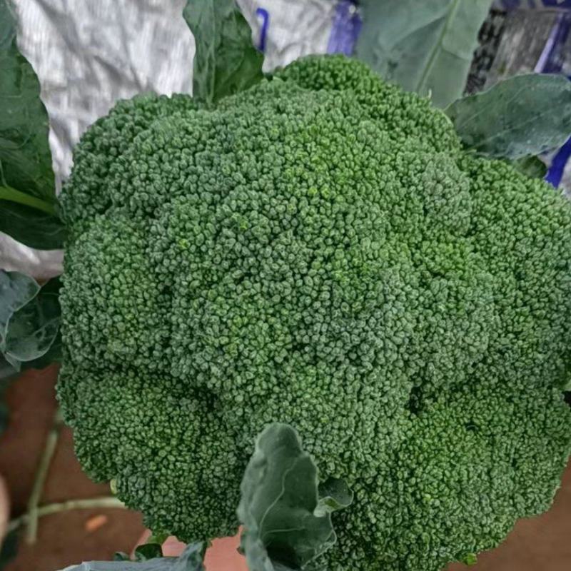 河南周口西兰花大量上市，价格美丽菜好5毛了