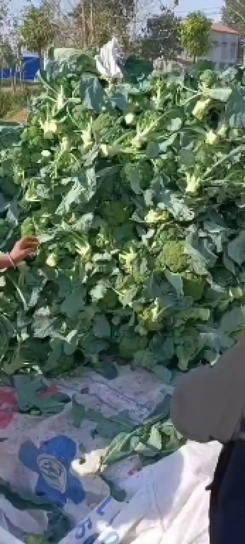 河南周口西兰花大量上市，价格美丽菜好5毛了