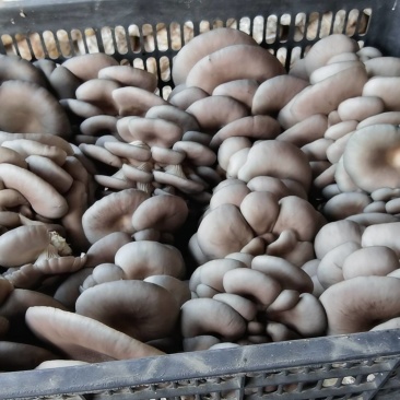 平菇大量供应