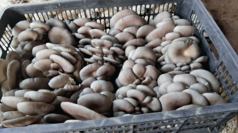 平菇大量供应