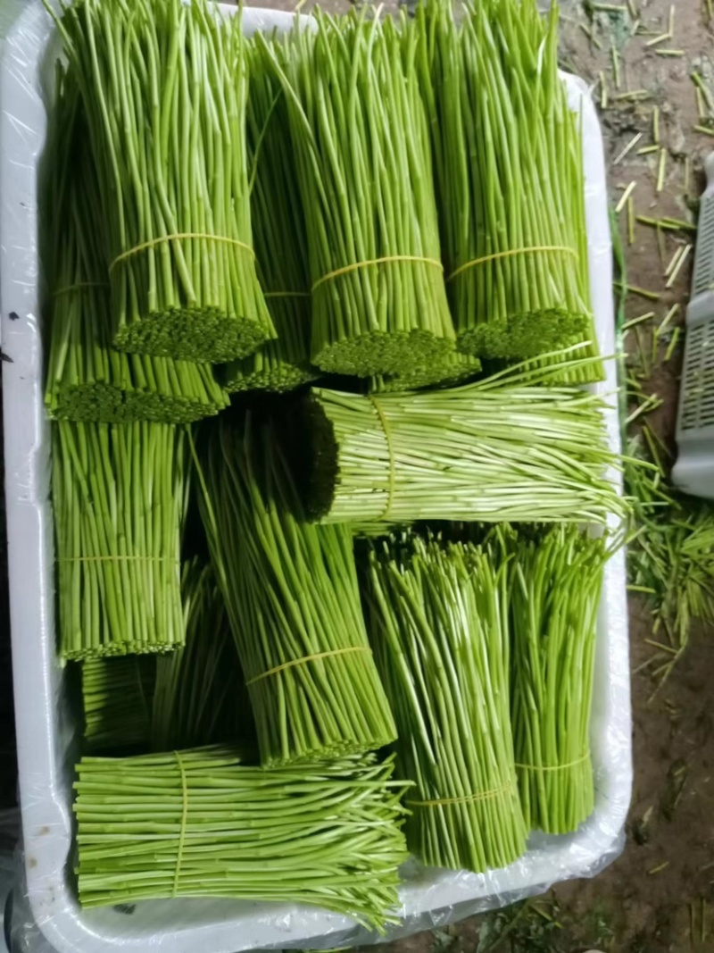 精品藜蒿