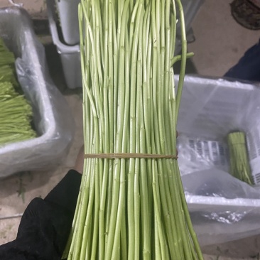 精品藜蒿