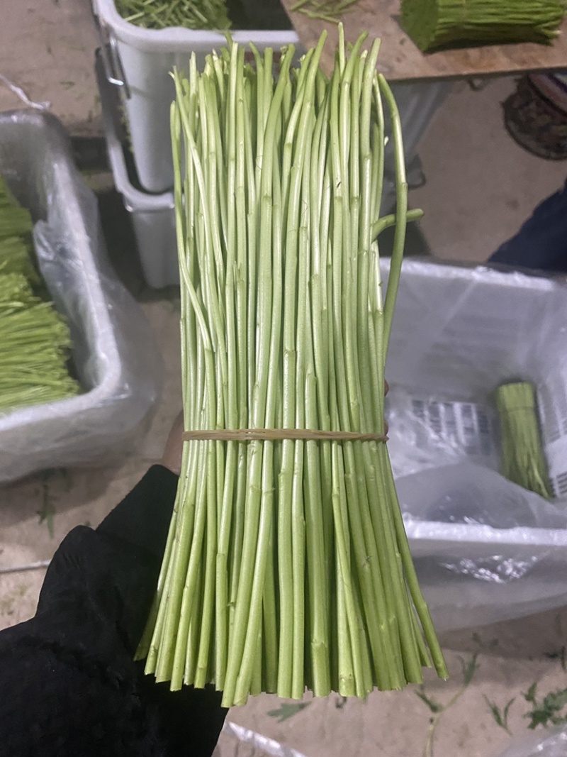 精品藜蒿