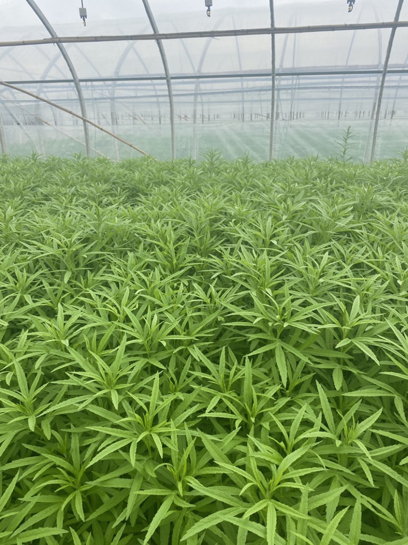 精品藜蒿