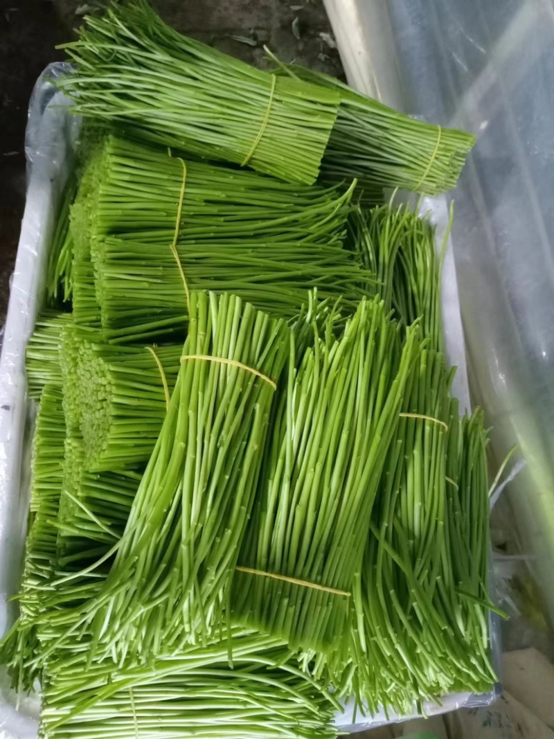 精品藜蒿