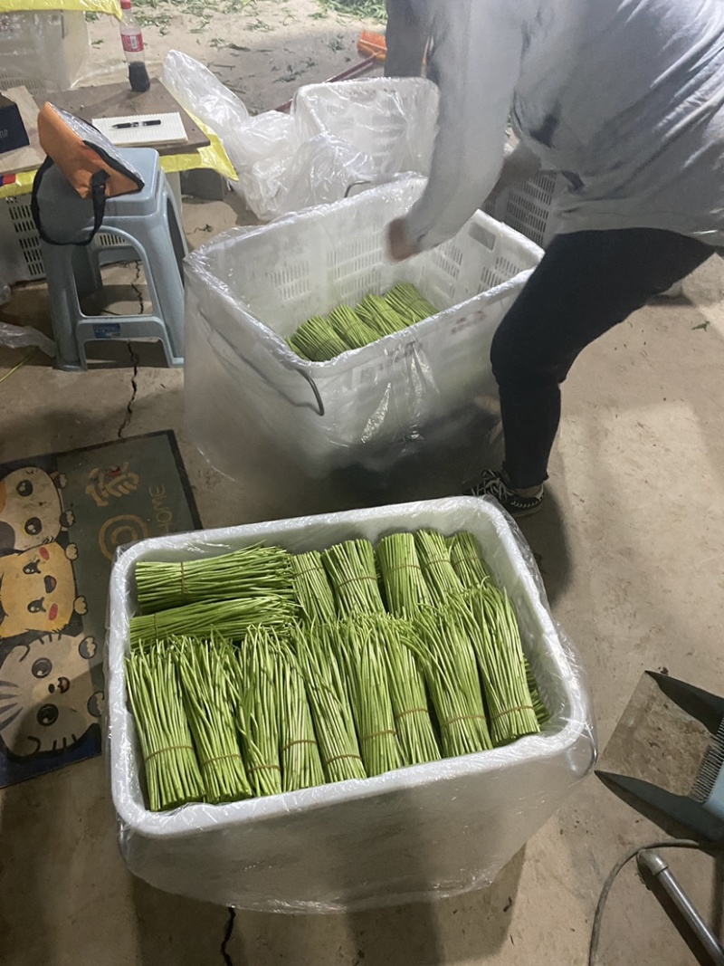 精品藜蒿