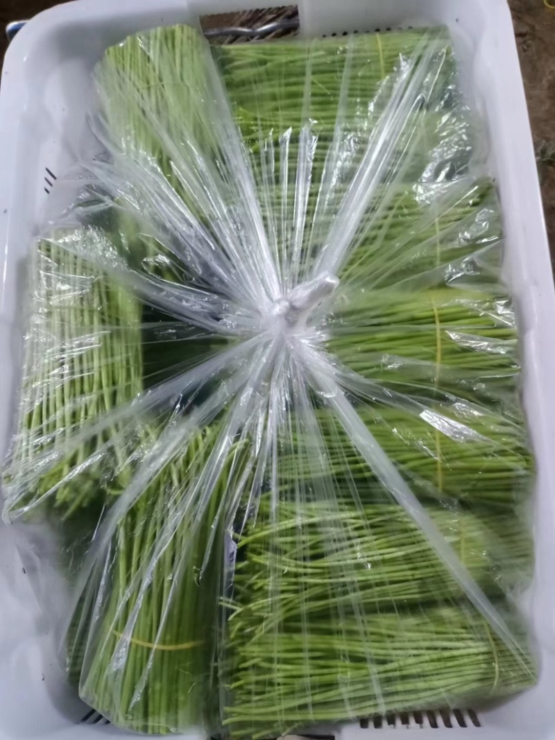 精品藜蒿
