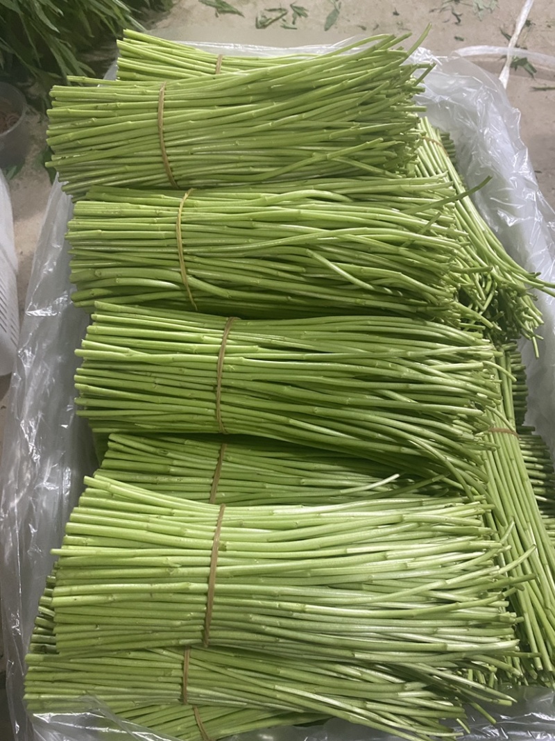 精品藜蒿