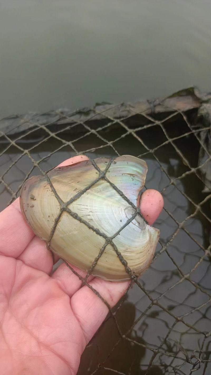 珍珠子贝