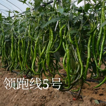 领跑线5号线椒种子，椒条顺直，适应性强，易管理