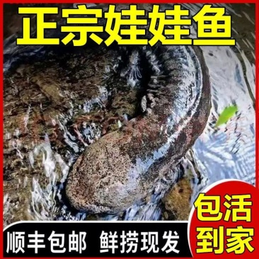 15元一斤促销中娃娃鱼批发供应大小规格齐全广东陕西两地发