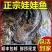 15元一斤促销中娃娃鱼批发供应大小规格齐全广东陕西两地发