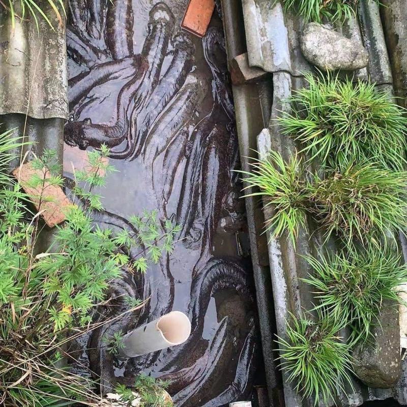 15元一斤促销中娃娃鱼批发供应大小规格齐全广东陕西两地发