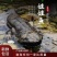 15元一斤促销中娃娃鱼批发供应大小规格齐全广东陕西两地发