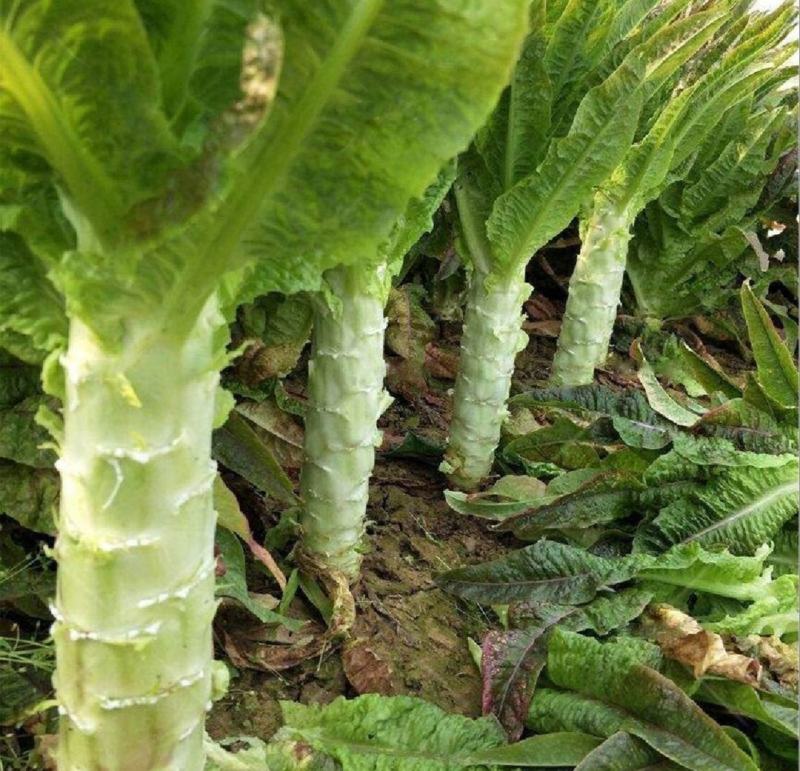 【推荐】一手货源，安徽红莴苣，红尖叶莴笋青皮青叶