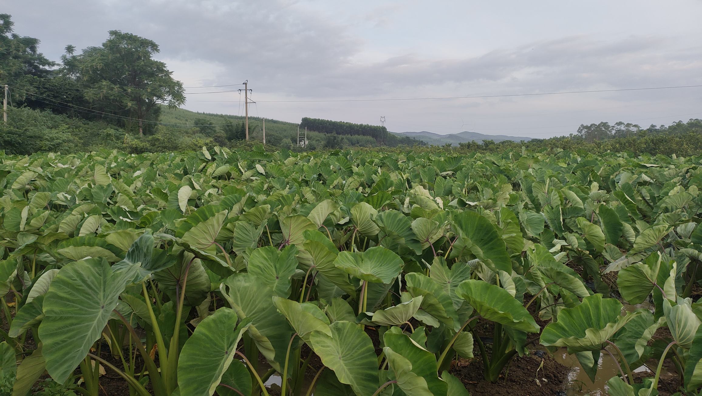 展示广西荔浦地区芋头种植基地的实景,绿油油的芋头叶片铺满田野,远处可见农民劳作的身影 荔浦芋头田间种植实景图