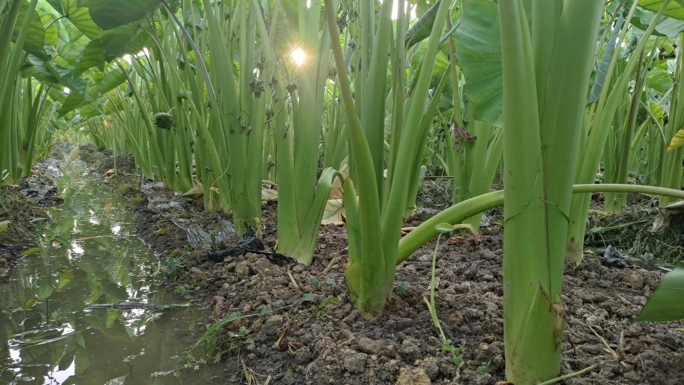 芋头种植地航拍图