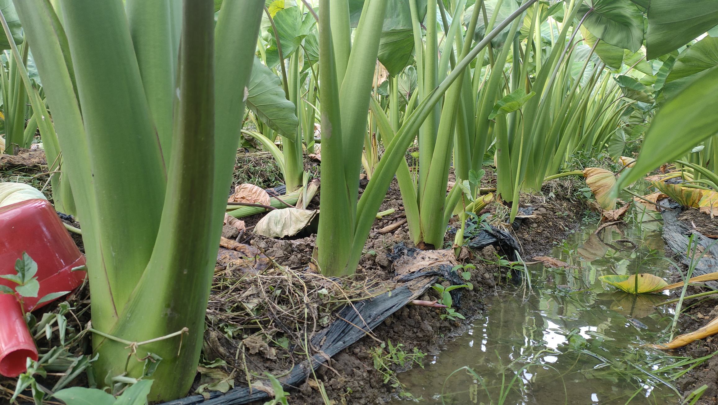 荔浦芋头种植基地航拍图