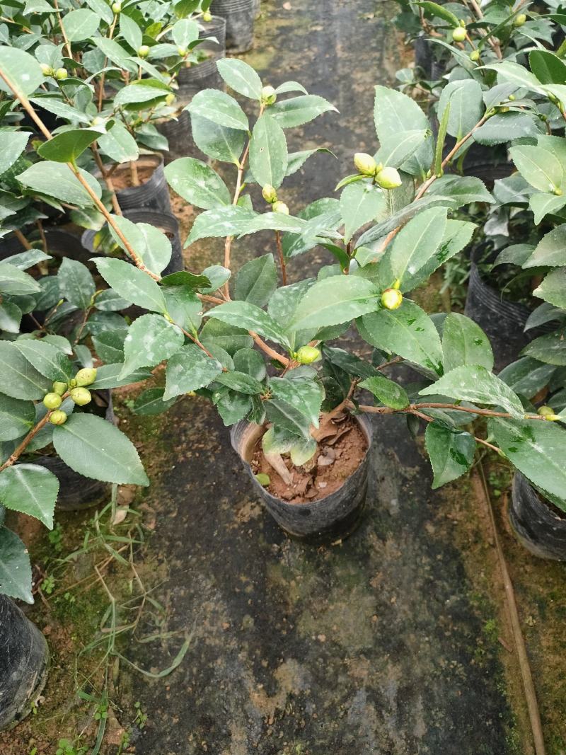 香妃茶花，自家基地种植，自产自销，全国批发！