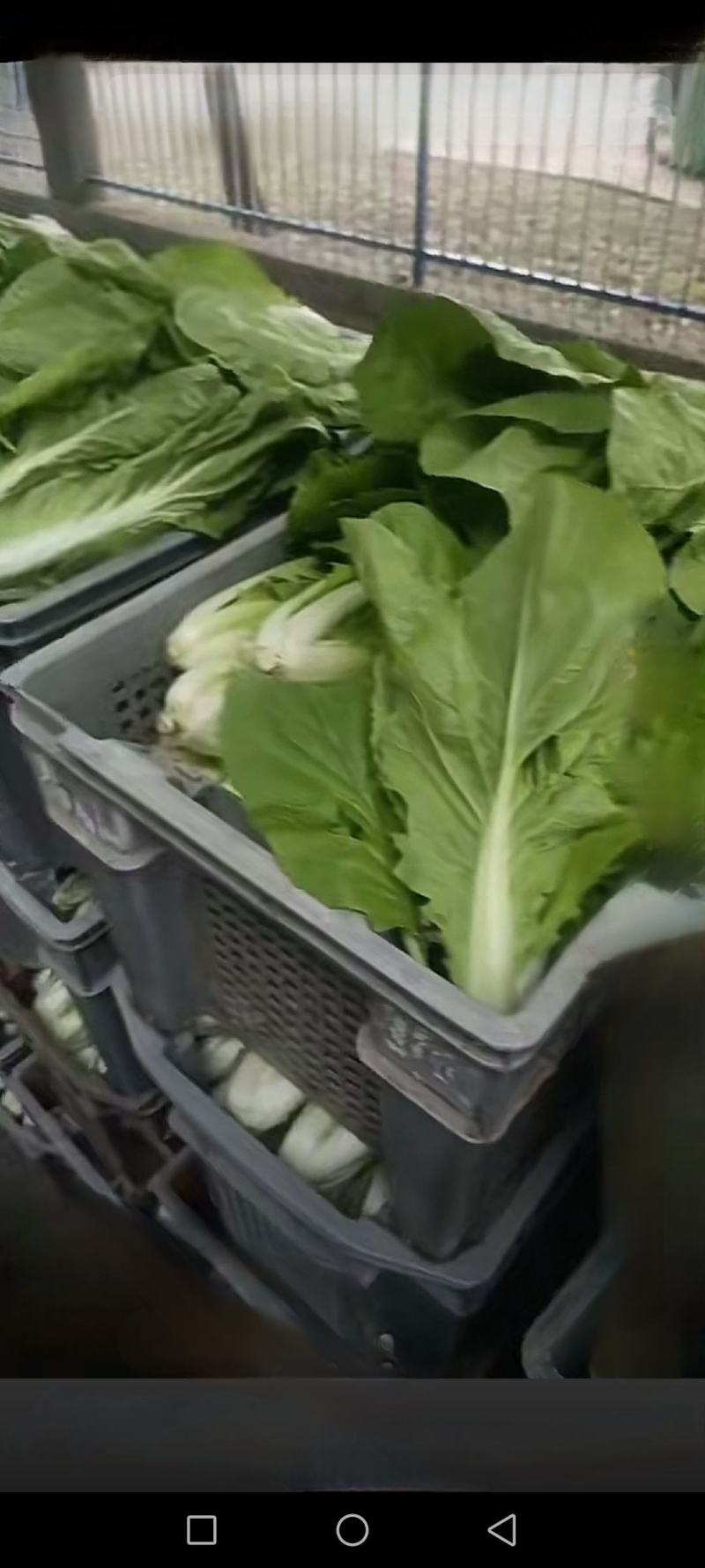 广东菜心，小青菜，杭白菜