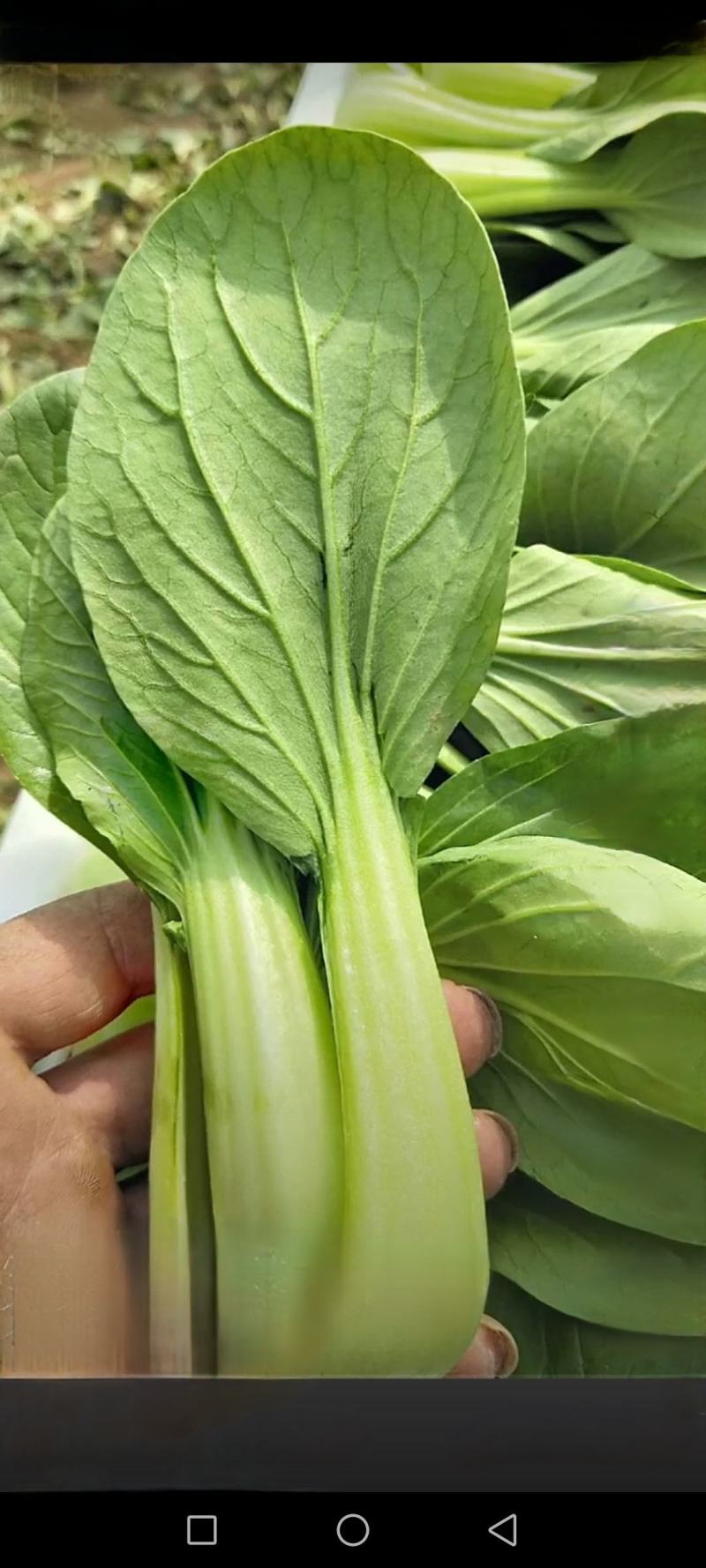 广东菜心，小青菜，杭白菜