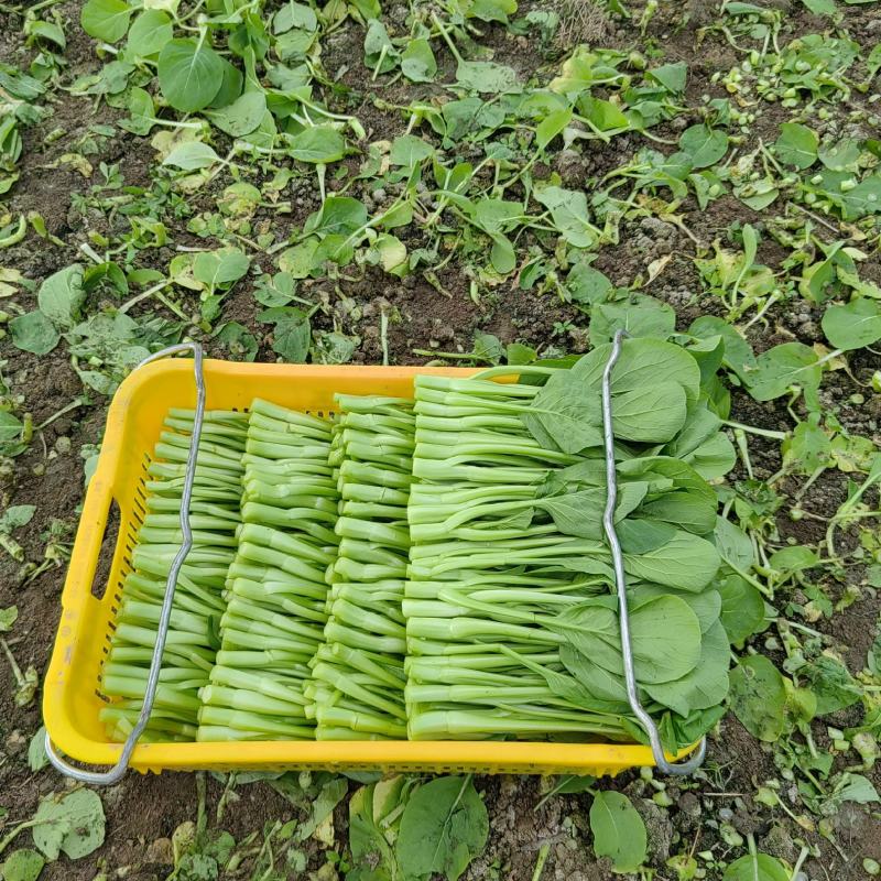 广东菜心，小青菜，杭白菜
