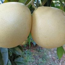 四川三红柚大量上市产地直发保质保量对接各大电商批发商