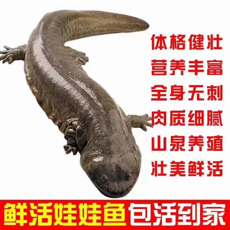 娃娃甩卖包邮到手规格齐全