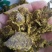 小麦麸皮，次粉，玉米白皮，喷浆玉米皮，玉米酒糟等